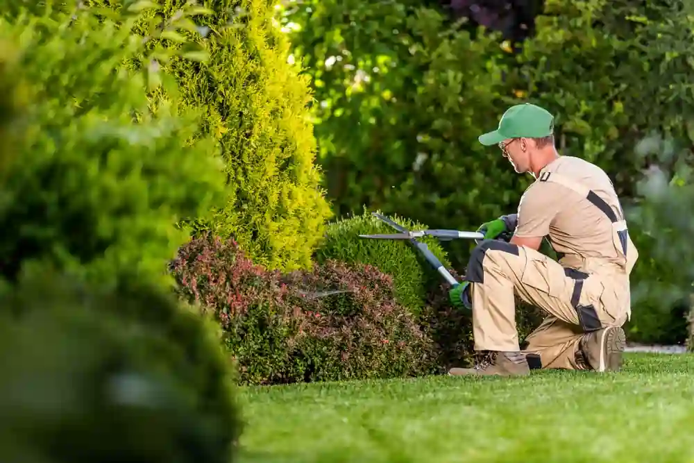 Easy Maintenance Landscape Ideas
